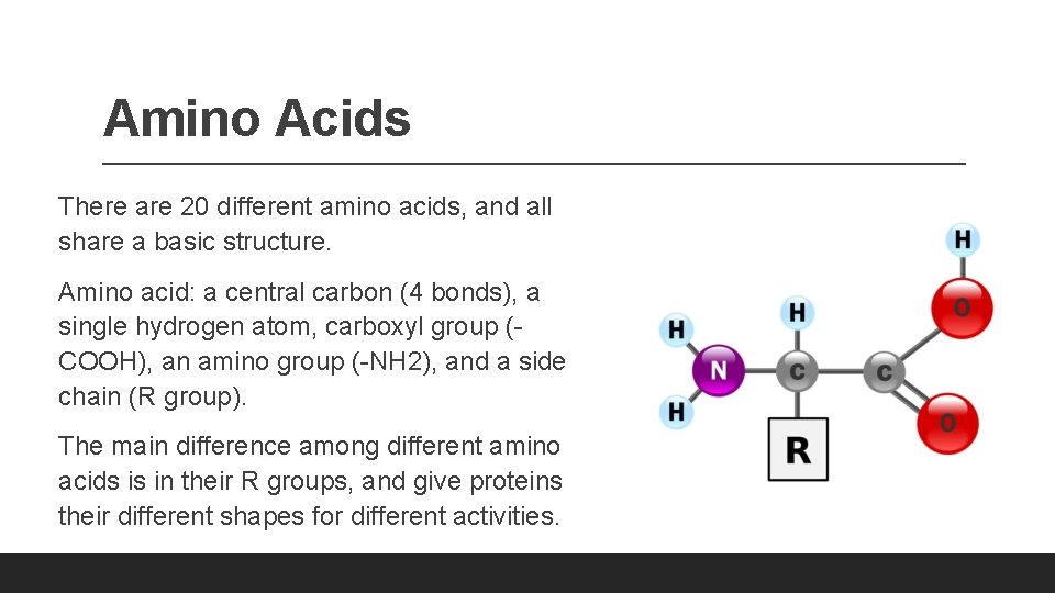 Amino Acids There are 20 different amino acids, and all share a basic structure. Amino Acids There are 20 different amino acids, and all share a basic structure.