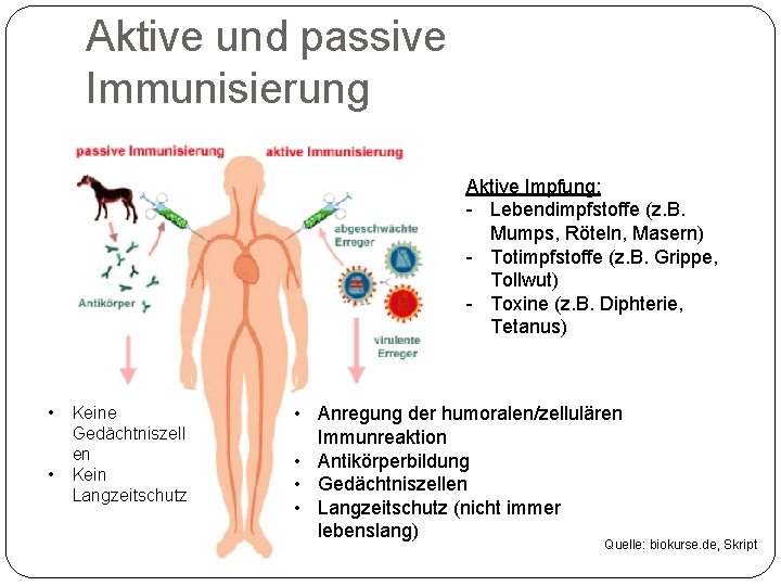 Aktive und passive Immunisierung Aktive Impfung: Lebendimpfstoffe (z. B. Mumps, Röteln, Masern) Totimpfstoffe (z.