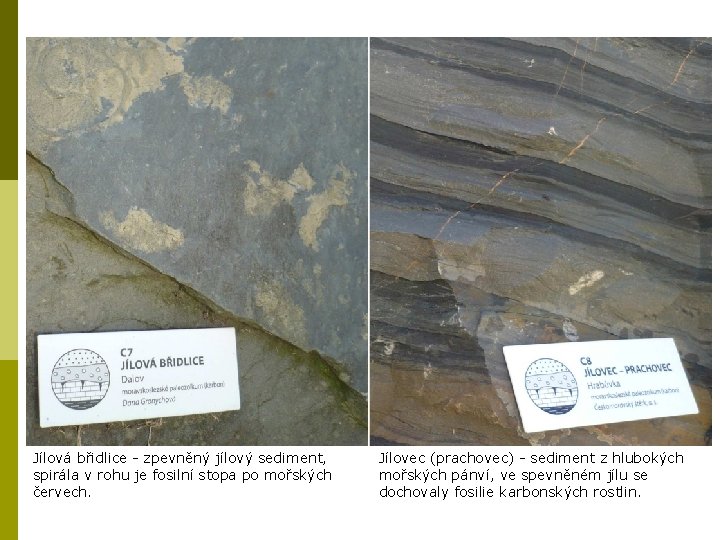 Jílová břidlice - zpevněný jílový sediment, spirála v rohu je fosilní stopa po mořských
