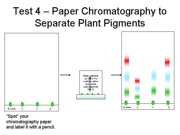 Test 4 – Paper Chromatography to Separate Plant Pigments Water migrates up paper via