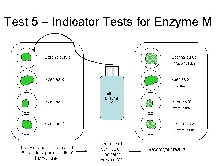 Test 5 – Indicator Tests for Enzyme M Botana curus (“fizzed” a little) Species