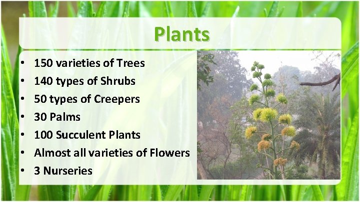 Plants • • 150 varieties of Trees 140 types of Shrubs 50 types of