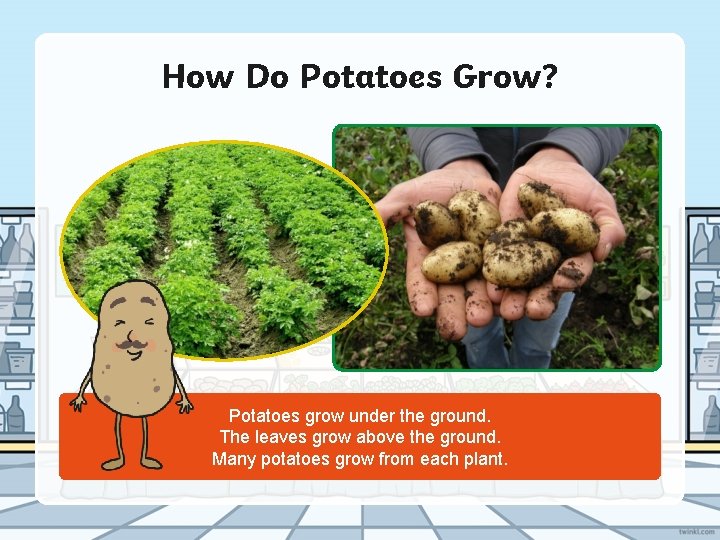 How Do Potatoes Grow? Potatoes grow under the ground. The leaves grow above the