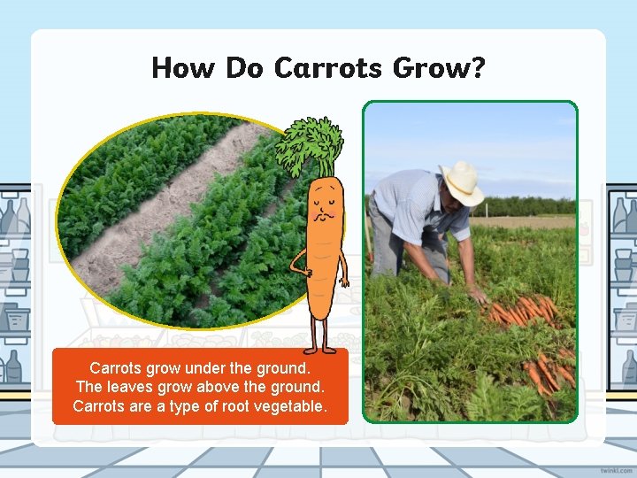 How Do Carrots Grow? Carrots grow under the ground. The leaves grow above the