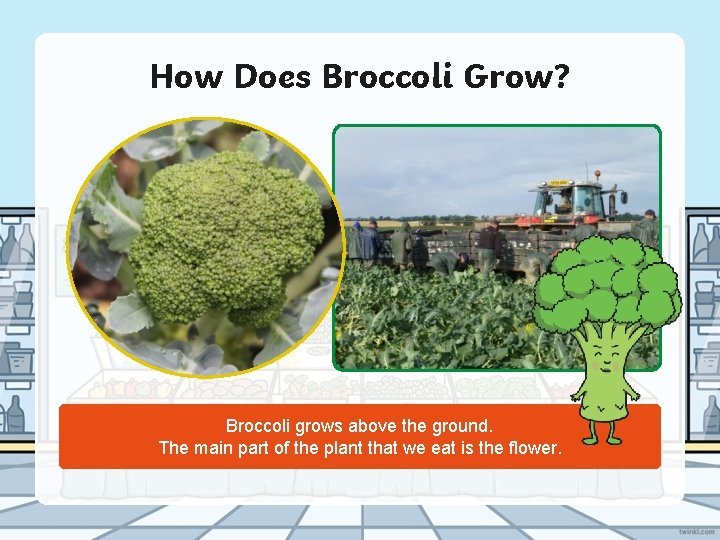 How Does Broccoli Grow? Broccoli grows above the ground. The main part of the