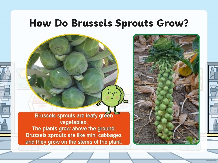 How Do Brussels Sprouts Grow? Brussels sprouts are leafy green vegetables. The plants grow