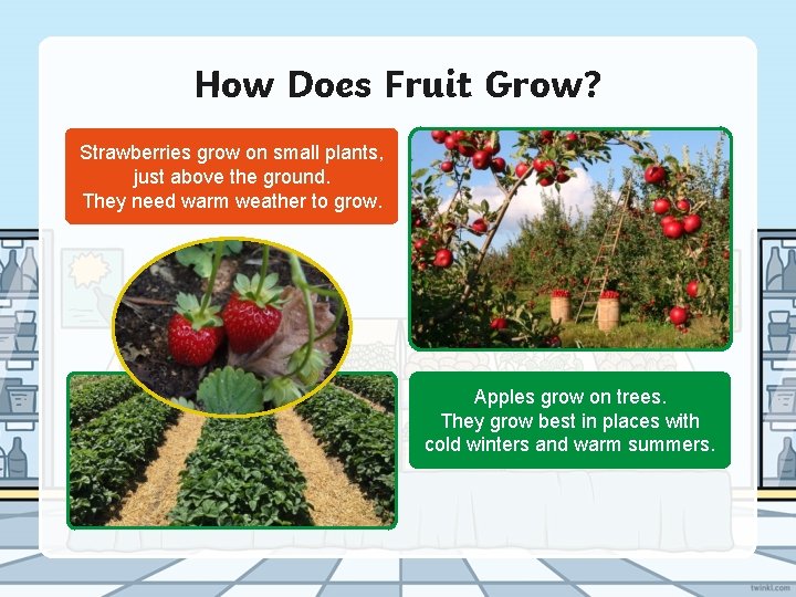 How Does Fruit Grow? Strawberries grow on small plants, just above the ground. They