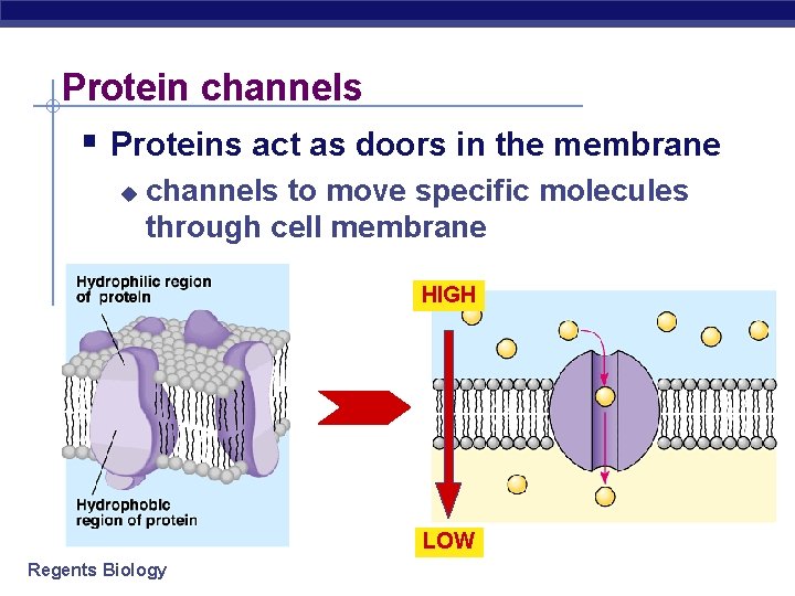 Protein channels § Proteins act as doors in the membrane u channels to move