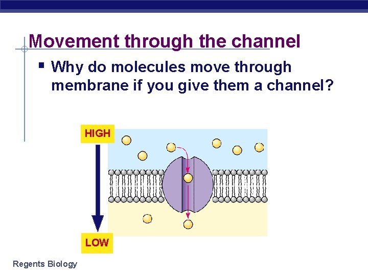 Movement through the channel § Why do molecules move through membrane if you give