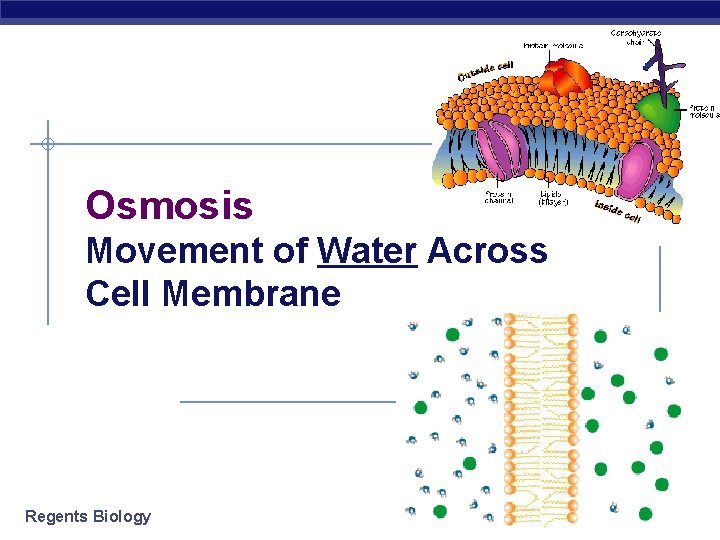 Osmosis Movement of Water Across Cell Membrane Regents Biology 2006 -2007 