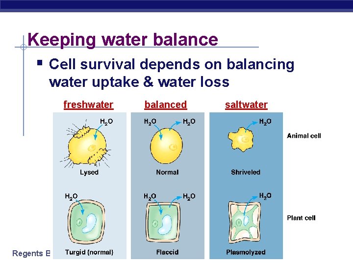 Keeping water balance § Cell survival depends on balancing water uptake & water loss