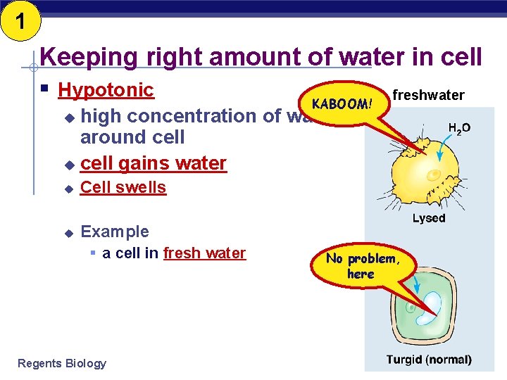 1 Keeping right amount of water in cell § Hypotonic KABOOM! freshwater high concentration