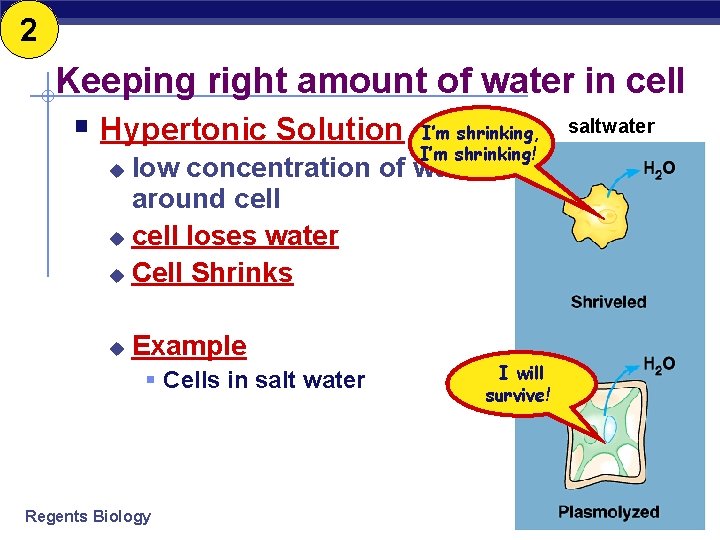 2 Keeping right amount of water in cell § Hypertonic Solution I’m shrinking, I’m