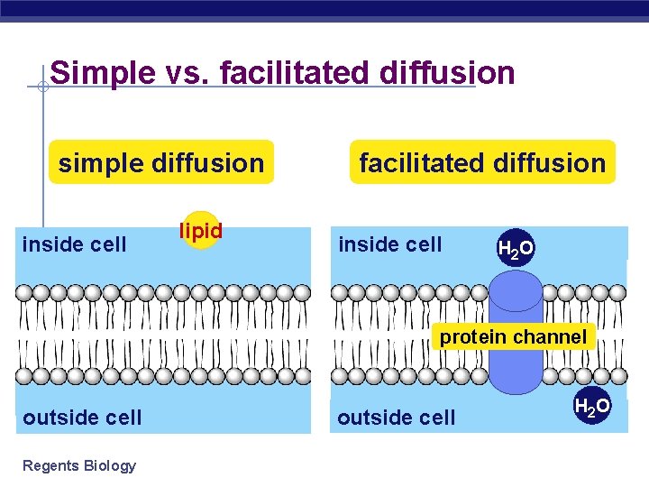 Simple vs. facilitated diffusion simple diffusion inside cell lipid facilitated diffusion inside cell H