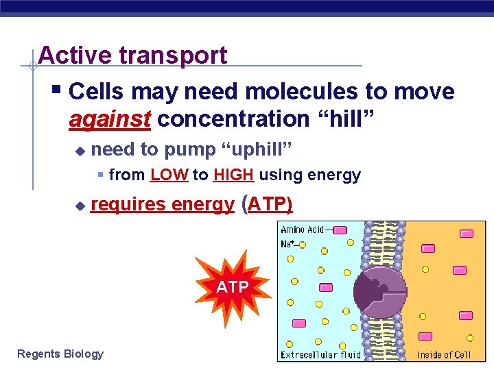 Active transport § Cells may need molecules to move against concentration “hill” u need