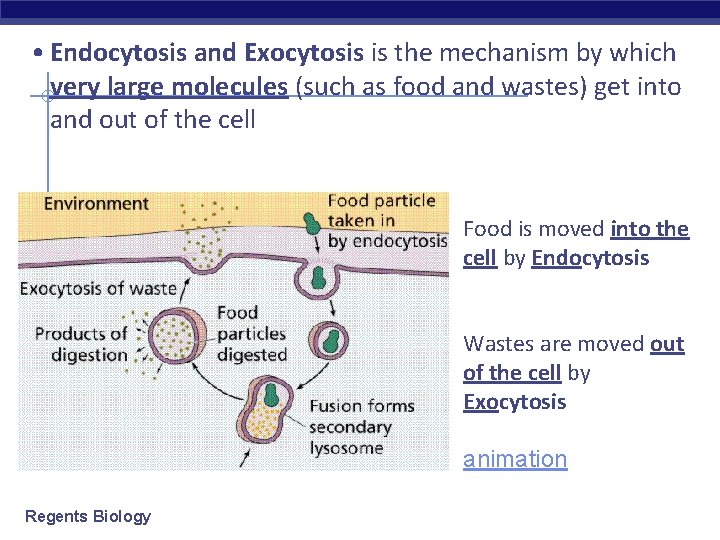  • Endocytosis and Exocytosis is the mechanism by which very large molecules (such