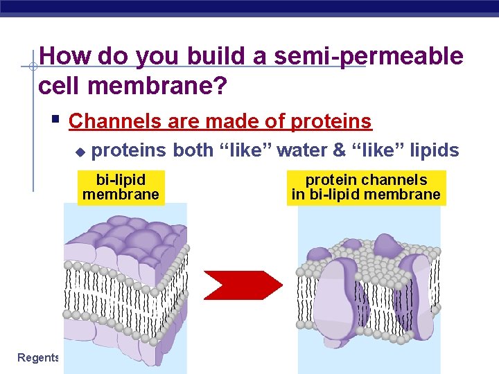 How do you build a semi-permeable cell membrane? § Channels are made of proteins