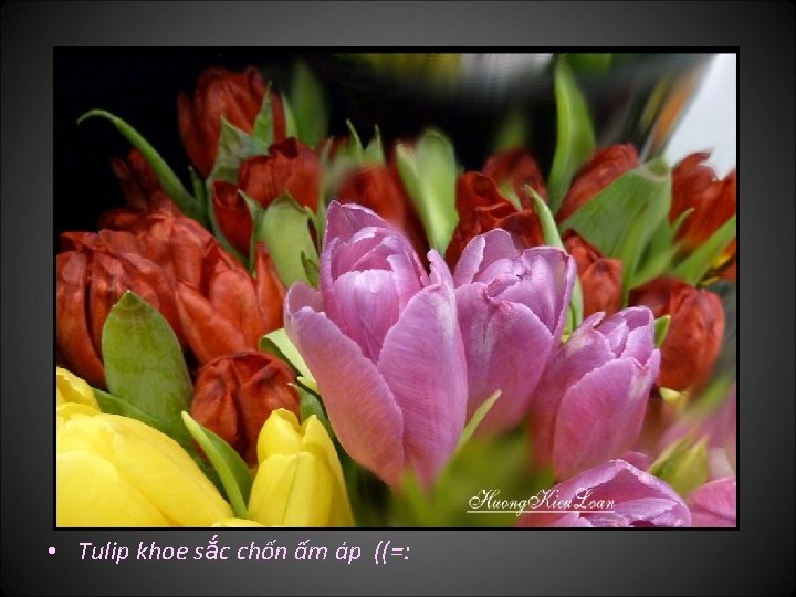  • Tulip khoe sắc chốn ấm áp ((=: 