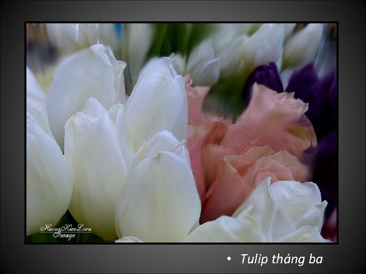  • Tulip tháng ba 