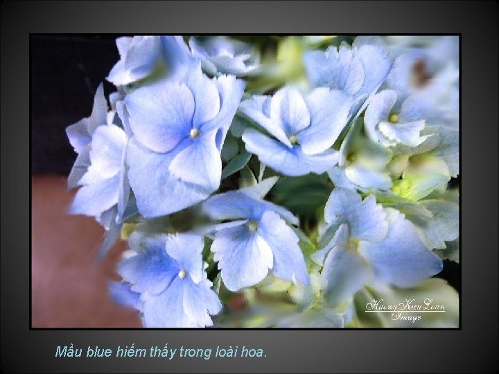 Mầu blue hiếm thấy trong loài hoa. 