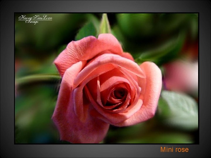 Mini rose 