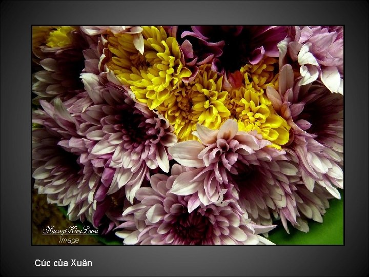Image Cúc của Xuân 