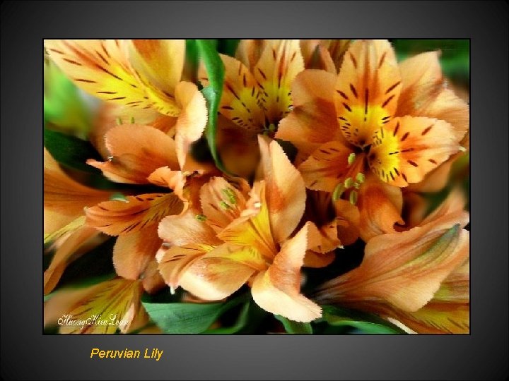 Peruvian Lily 