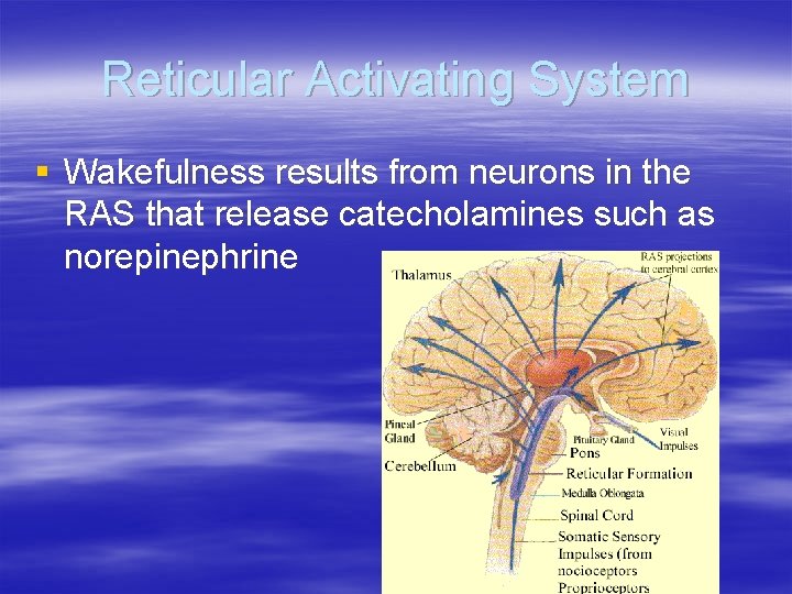 Reticular Activating System § Wakefulness results from neurons in the RAS that release catecholamines