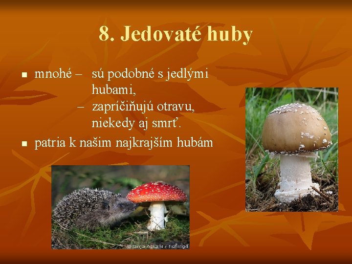 8. Jedovaté huby n n mnohé – sú podobné s jedlými hubami, – zapríčiňujú