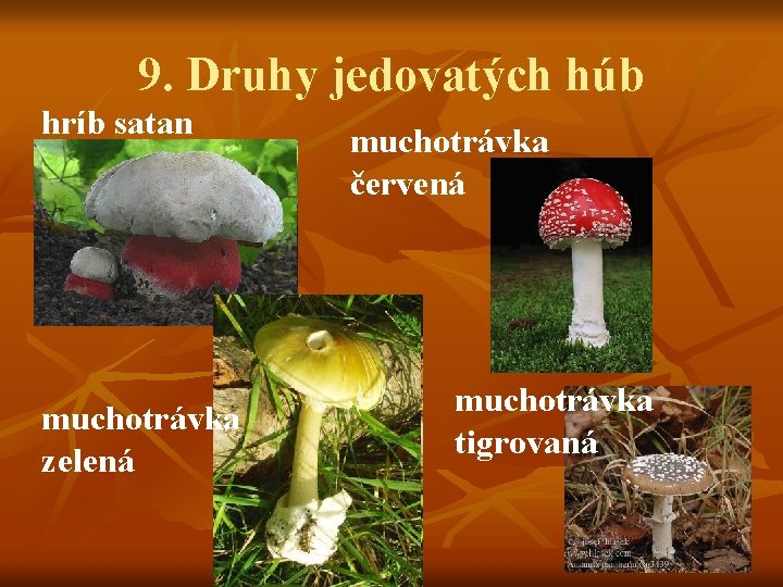 9. Druhy jedovatých húb hríb satan muchotrávka zelená muchotrávka červená muchotrávka tigrovaná 