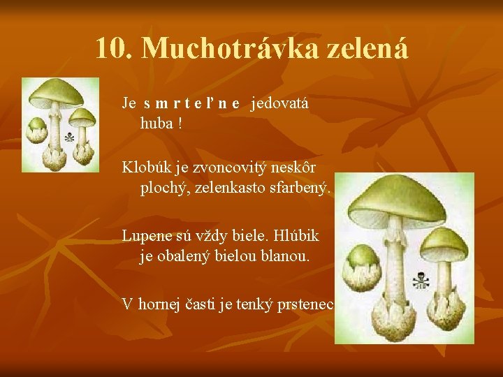 10. Muchotrávka zelená Je s m r t e ľ n e jedovatá huba