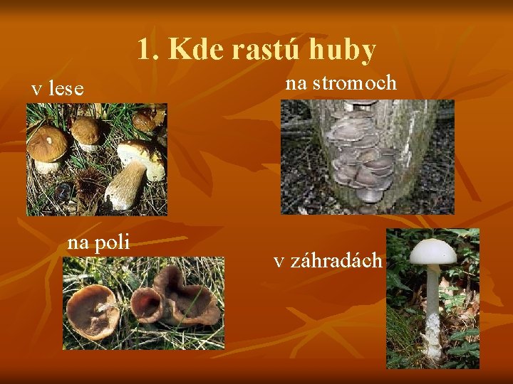 1. Kde rastú huby v lese na poli na stromoch v záhradách 