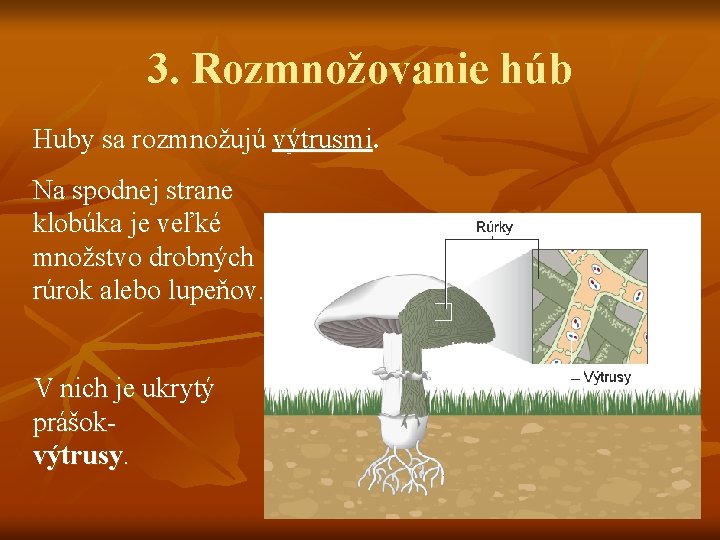 3. Rozmnožovanie húb Huby sa rozmnožujú výtrusmi. Na spodnej strane klobúka je veľké množstvo