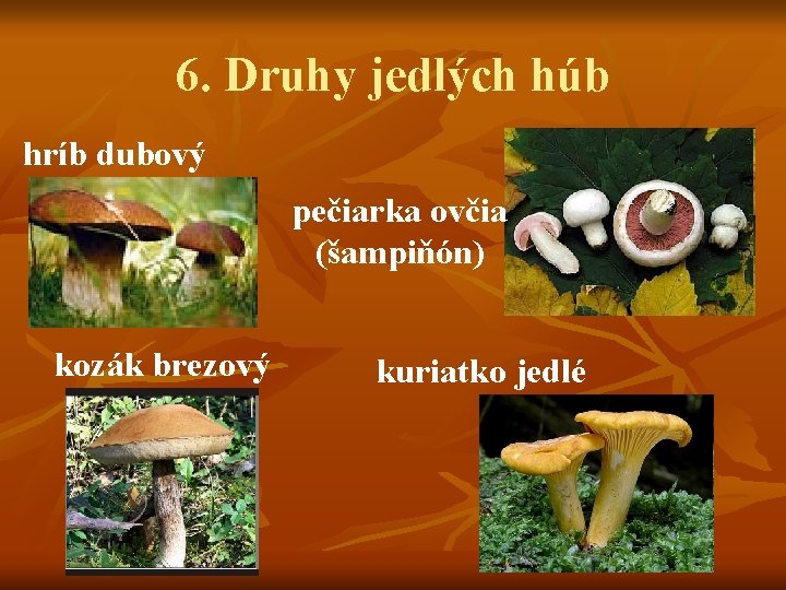 6. Druhy jedlých húb hríb dubový pečiarka ovčia (šampiňón) kozák brezový kuriatko jedlé 