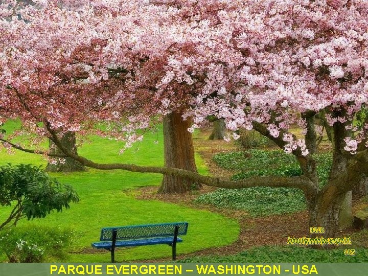 PARQUE EVERGREEN – WASHINGTON - USA 