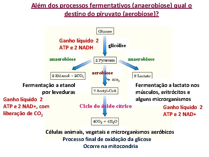 Além dos processos fermentativos (anaerobiose) qual o destino do piruvato (aerobiose)? Ganho líquido 2