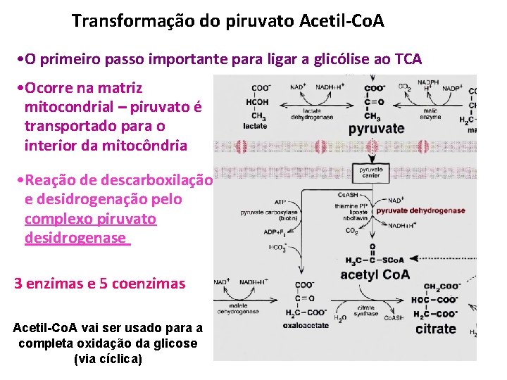 Transformação do piruvato Acetil-Co. A • O primeiro passo importante para ligar a glicólise