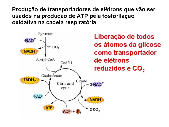 Produção de transportadores de elétrons que vão ser usados na produção de ATP pela