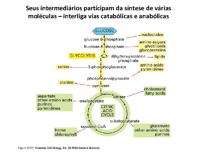 Seus intermediários participam da síntese de várias moléculas – interliga vias catabólicas e anabólicas