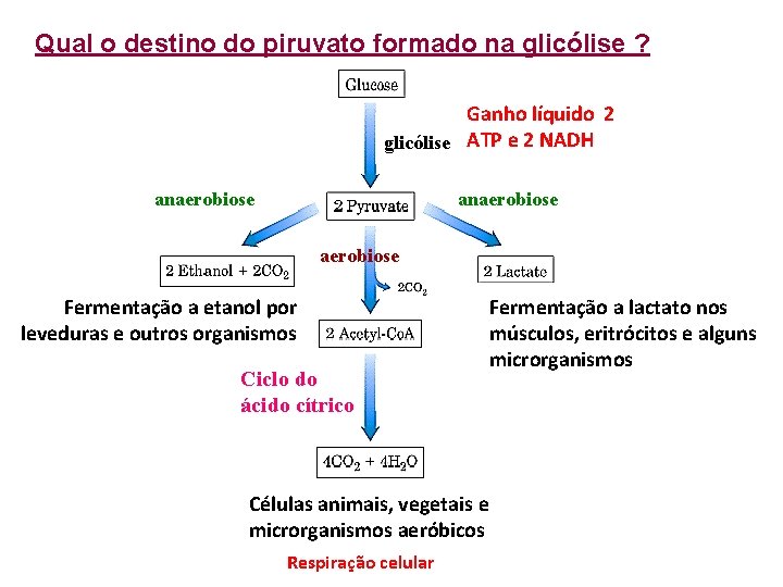 Qual o destino do piruvato formado na glicólise ? Ganho líquido 2 glicólise ATP