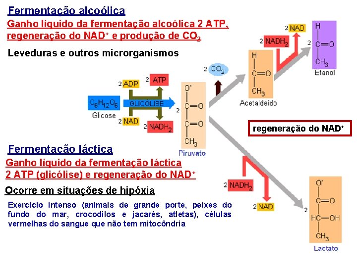 Fermentação alcoólica Ganho líquido da fermentação alcoólica 2 ATP, regeneração do NAD+ e produção