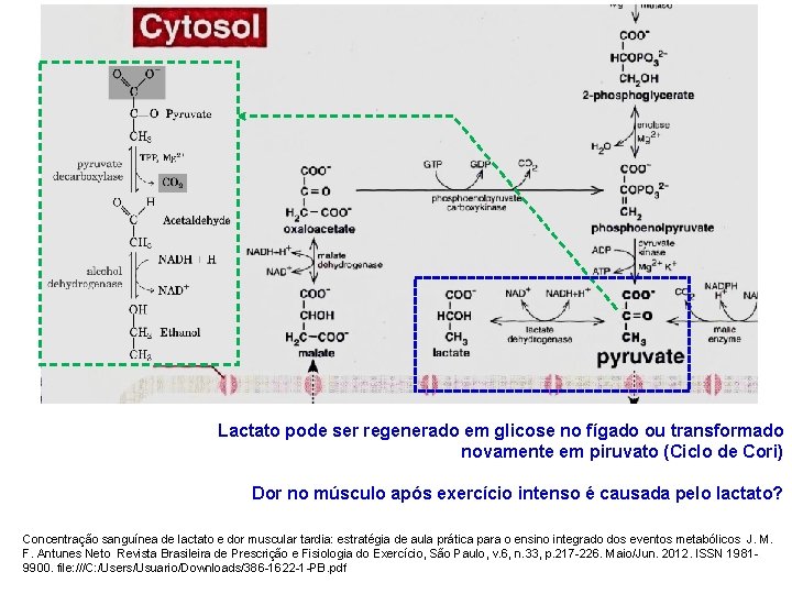 Lactato pode ser regenerado em glicose no fígado ou transformado novamente em piruvato (Ciclo