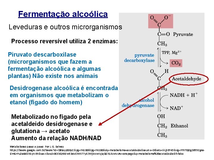 Fermentação alcoólica Leveduras e outros microrganismos Processo reversível utiliza 2 enzimas: Piruvato descarboxilase (microrganismos