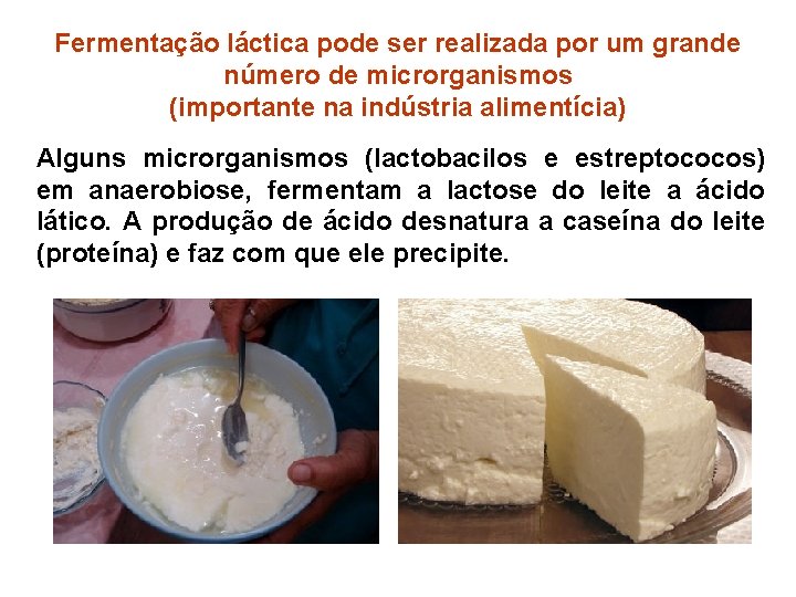 Fermentação láctica pode ser realizada por um grande número de microrganismos (importante na indústria