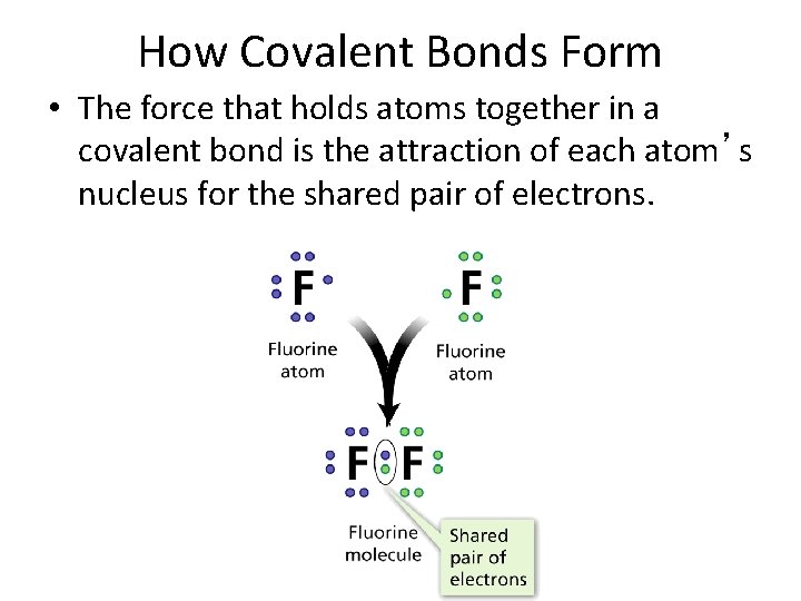 - Covalent Bonds How Covalent Bonds Form • The force that holds atoms together