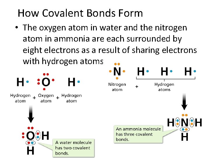 - Covalent Bonds How Covalent Bonds Form • The oxygen atom in water and