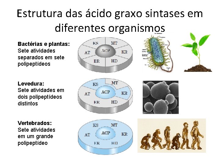 Estrutura das ácido graxo sintases em diferentes organismos Bactérias e plantas: Sete atividades separados