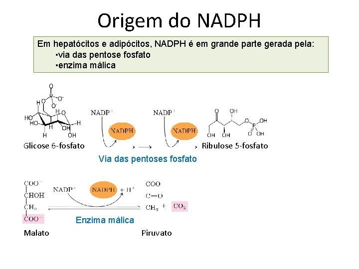 Origem do NADPH Em hepatócitos e adipócitos, NADPH é em grande parte gerada pela: