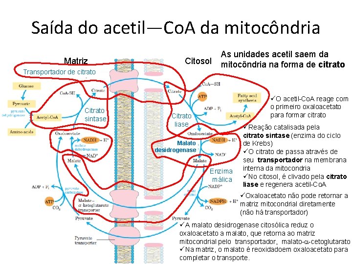 Saída do acetil—Co. A da mitocôndria Matriz Citosol Transportador de citrato Citrato sintase As