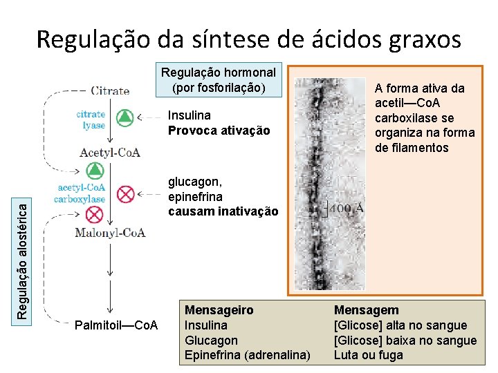 Regulação da síntese de ácidos graxos Regulação hormonal (por fosforilação) Regulação alostérica Insulina Provoca